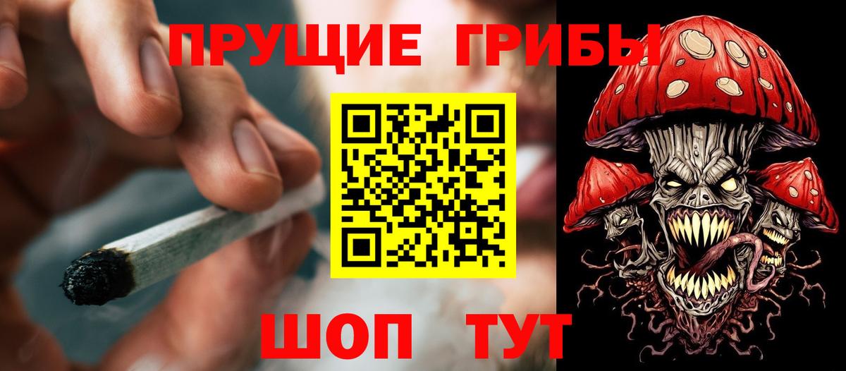 Псилоцибиновые грибы Psilocybe Курчалой